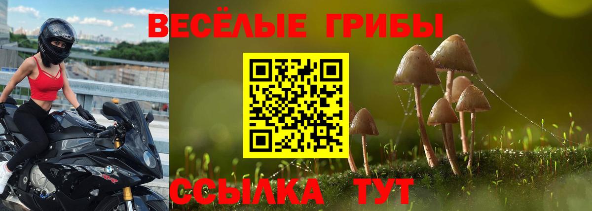 Галлюциногенные грибы GOLDEN TEACHER  Галлюциногенные грибы Cubensis  Гай  Вход с VPN 